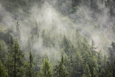 Fog over larch forest - MSUF00471