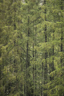 Lärchen im Wald - MSUF00472