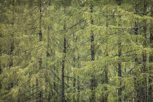 Lärchen im Wald - MSUF00474