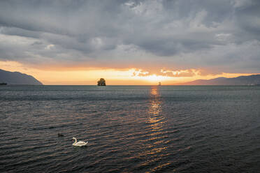 Mute swan (Cygnus olor) on lake at sunset - MSUF00500