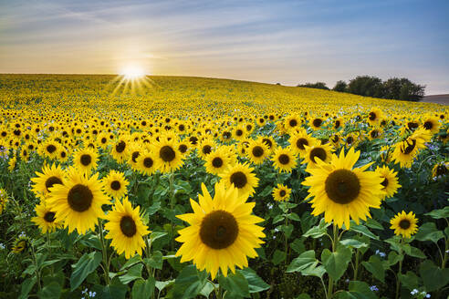 Feld voller gelber Sonnenblumen, Newbury, West Berkshire, England, Vereinigtes Königreich, Europa - RHPLF18629