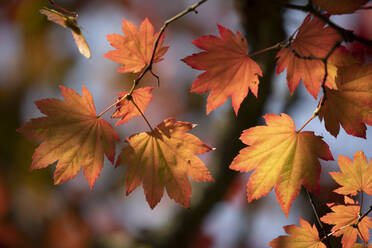 Backlit maple tree leaves in autumnal shades, England, United Kingdom, Europe - RHPLF18631