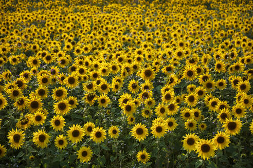 Feld voller gelber Sonnenblumen, Newbury, West Berkshire, England, Vereinigtes Königreich, Europa - RHPLF18632