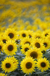 Field full of yellow sunflowers, Newbury, West Berkshire, England, United Kingdom, Europe - RHPLF18633