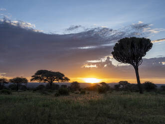 Kandelaberbaum (Euphorbia candelabrum) bei Sonnenaufgang im Tarangire-Nationalpark, Tansania, Ostafrika, Afrika - RHPLF18651