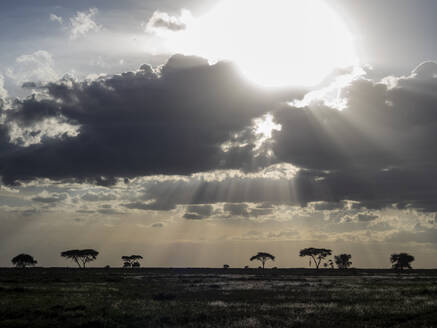 Sonnenaufgang über Akazienbäumen im Serengeti-Nationalpark, UNESCO-Welterbe, Tansania, Ostafrika, Afrika - RHPLF18653
