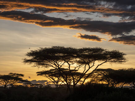 Sonnenaufgang über Akazienbäumen im Serengeti-Nationalpark, UNESCO-Welterbe, Tansania, Ostafrika, Afrika - RHPLF18654