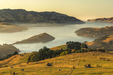 Banks Peninsula bei Sonnenaufgang, Canterbury, Südinsel, Neuseeland, Pazifik - RHPLF18670