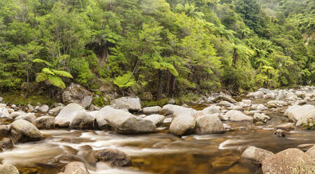 Wainui River, Wainui Falls Track, Golden Bay, Tasman, Südinsel, Neuseeland, Pazifik - RHPLF18683