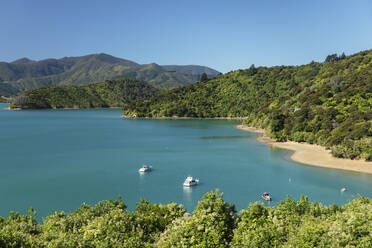 Küstenlandschaft am Kenepuru Sound, Queen Charlotte Track, Marlborough Sounds, Picton, Südinsel, Neuseeland, Pazifik - RHPLF18698