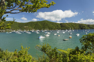 Yachthafen in Waikawa, Picton, Marlborough Sounds, Südinsel, Neuseeland, Pazifik - RHPLF18704