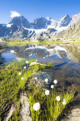 Lake Forbici surrounded by cotton grass in bloom, Valmalenco, Valtellina, Sondrio province, Lombardy, Italy, Europe - RHPLF18713