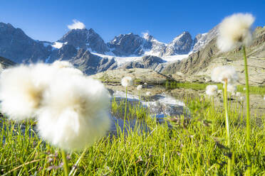 Cotton grass on shores of Forbici lake with Bernina Group mountains in the background, Valmalenco, Valtellina, Lombardy, Italy, Europe - RHPLF18714