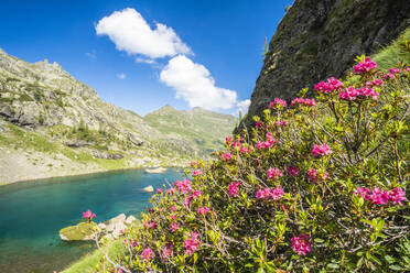 Blühende Rhododendren am Ufer des Alpensees Zancone, Orobie Alpen, Valgerola, Valtellina, Lombardei, Italien, Europa - RHPLF18724