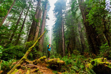 Frau erkundet Mount Shasta Forest, Kalifornien, Vereinigte Staaten von Amerika, Nordamerika - RHPLF18731