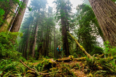 Frau erkundet Mount Shasta Forest, Kalifornien, Vereinigte Staaten von Amerika, Nordamerika - RHPLF18733