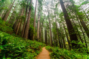 Mount Shasta Forest, California, United States of America, North America - RHPLF18736