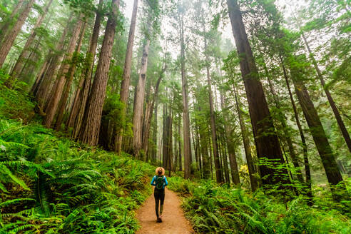 Frau erkundet Mount Shasta Forest, Kalifornien, Vereinigte Staaten von Amerika, Nordamerika - RHPLF18738