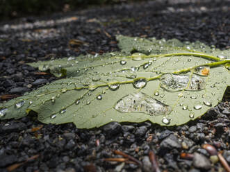 Wassertropfen auf grünem, abgefallenem Blatt - HUSF00152