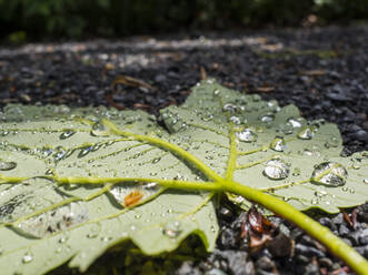 Wassertropfen auf grünem, abgefallenem Blatt - HUSF00153