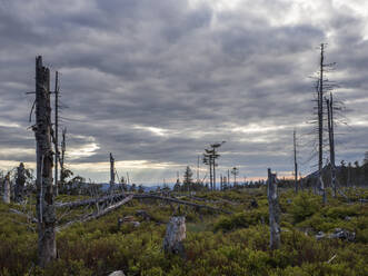 Bewölkter Himmel über abgestorbenen Bäumen im Kunischgebirge - HUSF00157