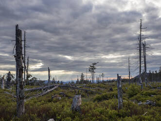 Cloudy sky over dead trees in Kunisch Mountains - HUSF00157