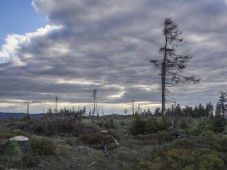 Bewölkter Himmel über abgestorbenen Bäumen im Kunischgebirge - HUSF00158