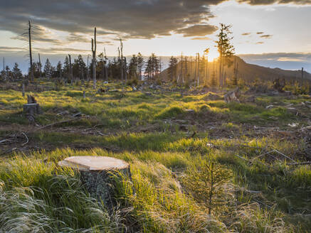 Sonnenuntergang über abgestorbenen Waldbäumen im Kunischgebirge - HUSF00159