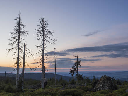 Abgestorbene Bäume im Kunischgebirge in der Abenddämmerung - HUSF00161