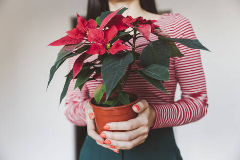 Frau hält Weihnachtssternpflanze, während sie zu Hause steht - EYAF01426