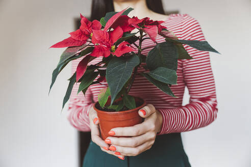 Woman holding poinsettia plant while standing at home - EYAF01426