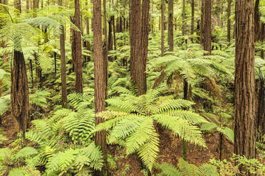 Die Redwoods im Whakarewarewa Forest, Rotorua, Bay of Plenty, Nordinsel, Neuseeland, Pazifik - RHPLF18928