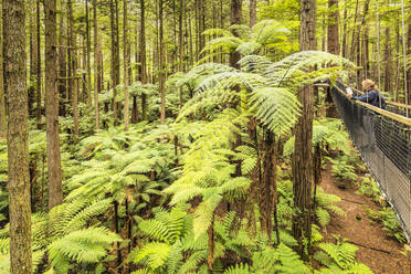 Redwood Treewalk, Canopy Pathway, Rotorua, Bay of Plenty, Nordinsel, Neuseeland, Pazifik - RHPLF18929