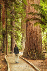 Die Redwoods im Whakarewarewa Forest, Rotorua, Bay of Plenty, Nordinsel, Neuseeland, Pazifik - RHPLF18932