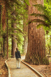 The Redwoods in Whakarewarewa Forest, Rotorua, Bay of Plenty, North Island, New Zealand, Pacific - RHPLF18932