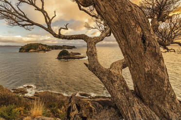 Tepare Point Reserve, Coromandel-Halbinsel, Waikato, Nordinsel, Neuseeland, Pazifik - RHPLF18937