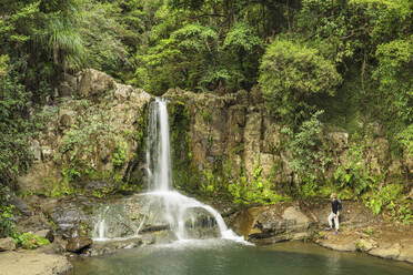Waiau Falls, Waikato, Coromandel-Halbinsel, Nordinsel, Neuseeland, Pazifik - RHPLF18939