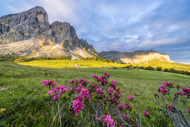 Sonnenaufgang über dem Sass De Putia (Peitlerkofel) und blühende Rhododendren, Passo Delle Erbe, Dolomiten, Südtirol, Italien, Europa - RHPLF18943