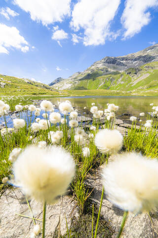 Cotton grass flowers in bloom on shores of Baldiscio lakes, Val Febbraro, Valchiavenna, Vallespluga, Lombardy, Italy, Europe stock photo