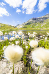 Blühendes Wollgras an den Ufern der Baldiscio Seen, Val Febbraro, Valchiavenna, Vallespluga, Lombardei, Italien, Europa - RHPLF18944