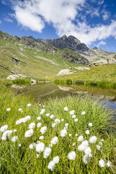 Blühendes Wollgras in der Umgebung von Pizzi dei Piani auf dem Weg zu den Baldiscio Seen, Valchiavenna, Vallespluga, Lombardei, Italien, Europa - RHPLF18946