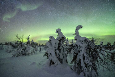 Schneebedeckter Winterwald unter dem grünen Nordlicht (Aurora Borealis), Pallas-Yllastunturi-Nationalpark, Muonio, Lappland, Finnland, Europa - RHPLF18956