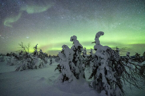 Schneebedeckter Winterwald unter dem grünen Nordlicht (Aurora Borealis), Pallas-Yllastunturi-Nationalpark, Muonio, Lappland, Finnland, Europa - RHPLF18956
