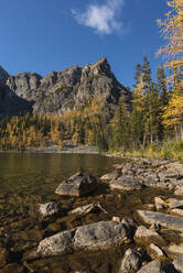 Arnika-See im Herbst mit Lärchen und Bergen, Banff National Park, UNESCO Weltkulturerbe, Alberta, Kanadische Rockies, Kanada, Nordamerika - RHPLF19043