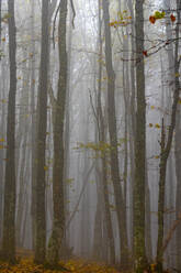 Wald im Nebel, Nationalpark Wälder von Casentinesi, Apennin, Toskana, Italien, Europa - RHPLF19048