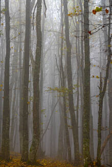 Wald im Nebel, Nationalpark Wälder von Casentinesi, Apennin, Toskana, Italien, Europa - RHPLF19048