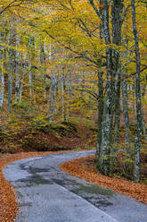 Wald im Herbst, Nationalpark Wälder von Casentinesi, Apennin, Toskana, Italien, Europa - RHPLF19049