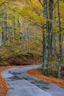 Wald im Herbst, Nationalpark Wälder von Casentinesi, Apennin, Toskana, Italien, Europa - RHPLF19049