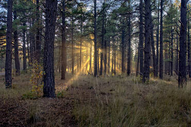 HDR-Komposit der späten Sonne, die durch die Bäume des Kaibab Forest in der Nähe von Williams, Arizona, Vereinigte Staaten von Amerika, Nordamerika, scheint - RHPLF19053