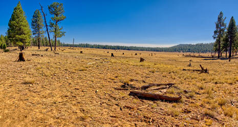 Wiese in der Nähe von Williams, bekannt als Sunflower Flat Wildlife Preserve, normalerweise ein Feuchtgebiet, das jetzt aufgrund der Dürre in Arizona trocken ist, Arizona, Vereinigte Staaten von Amerika, Nordamerika - RHPLF19054